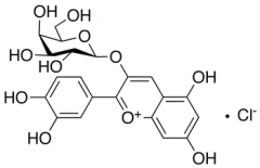 Cyanidin 3-O-&beta;-D-Galactopyranoside Chloride