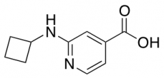 2-(Cyclobutylamino)isonicotinic acid